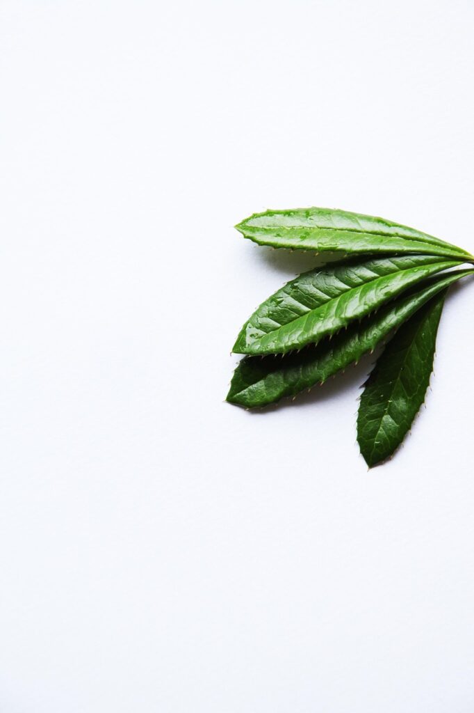 minimal, minimalistic, plants, leaves, minimalism, minimalist, simple, nature, on, white, background, decorative, decoration, decor, paper, home, beautiful wallpaper, environment, photo, iphone wallpaper